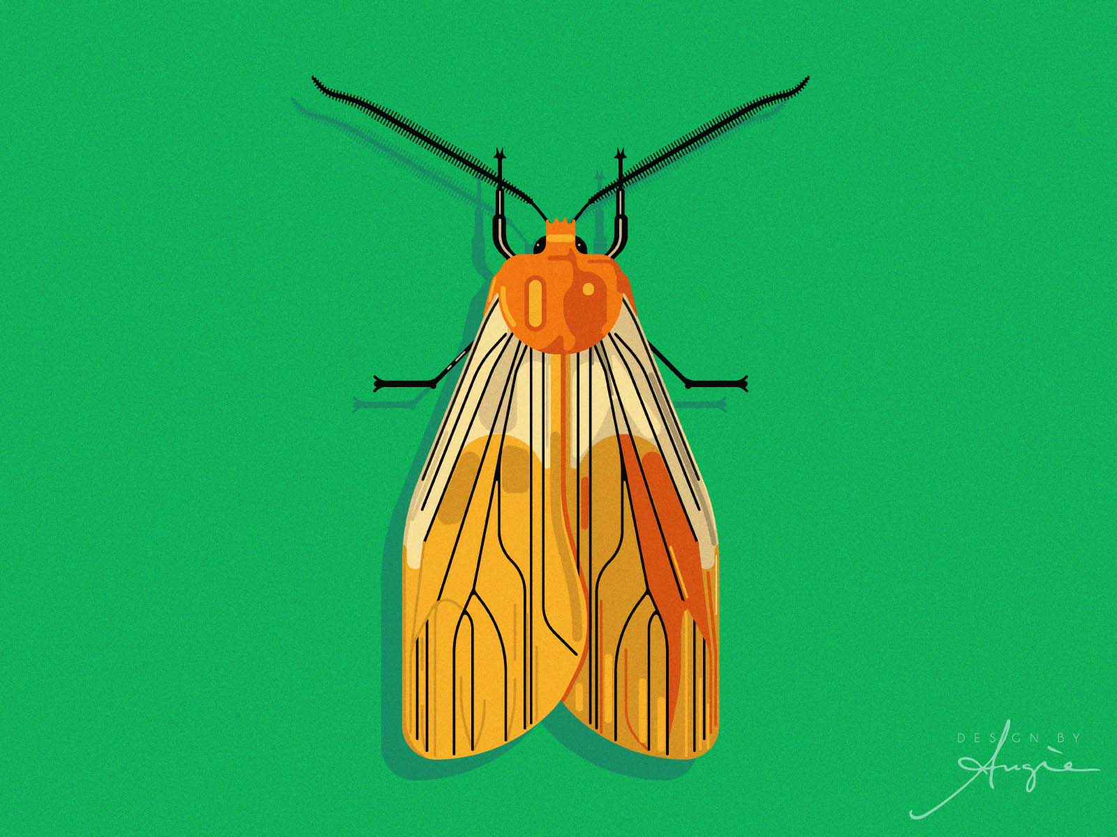The Moth The Moth